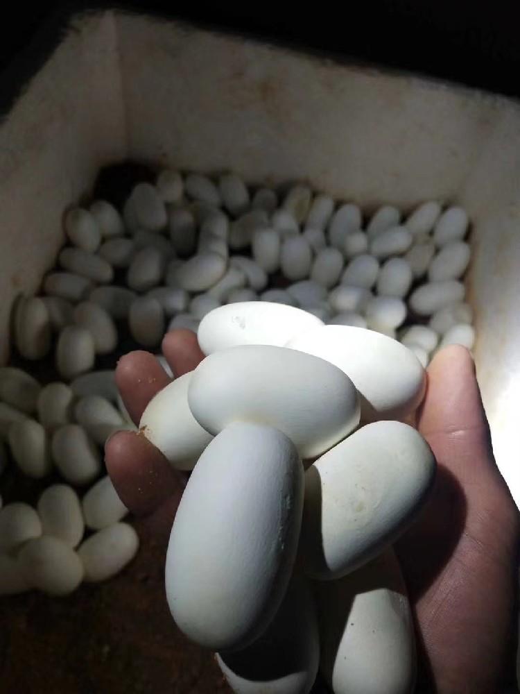 大王蛇蛋